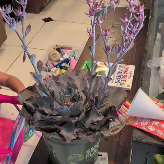 Photo of the plant species Echeveria 'Andromeda' by @HotMedeola12 named Andromeda on Greg, the plant care app