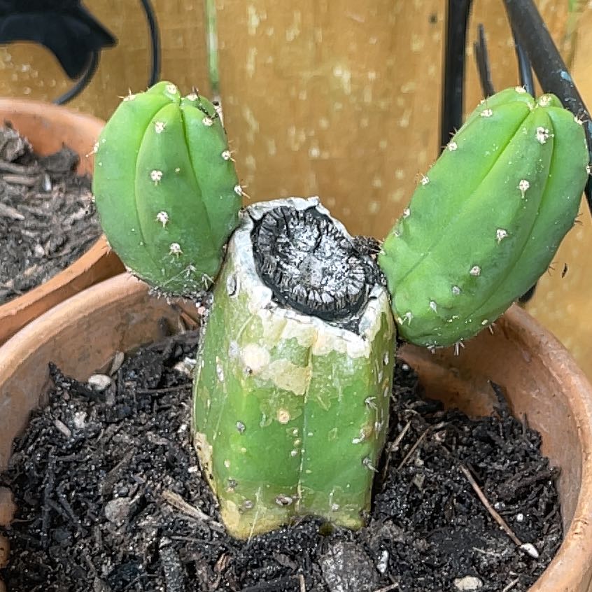 Photo of the plant species San Pedro Cactus by @KookyCactus21 named Osmo on Greg, the plant care app
