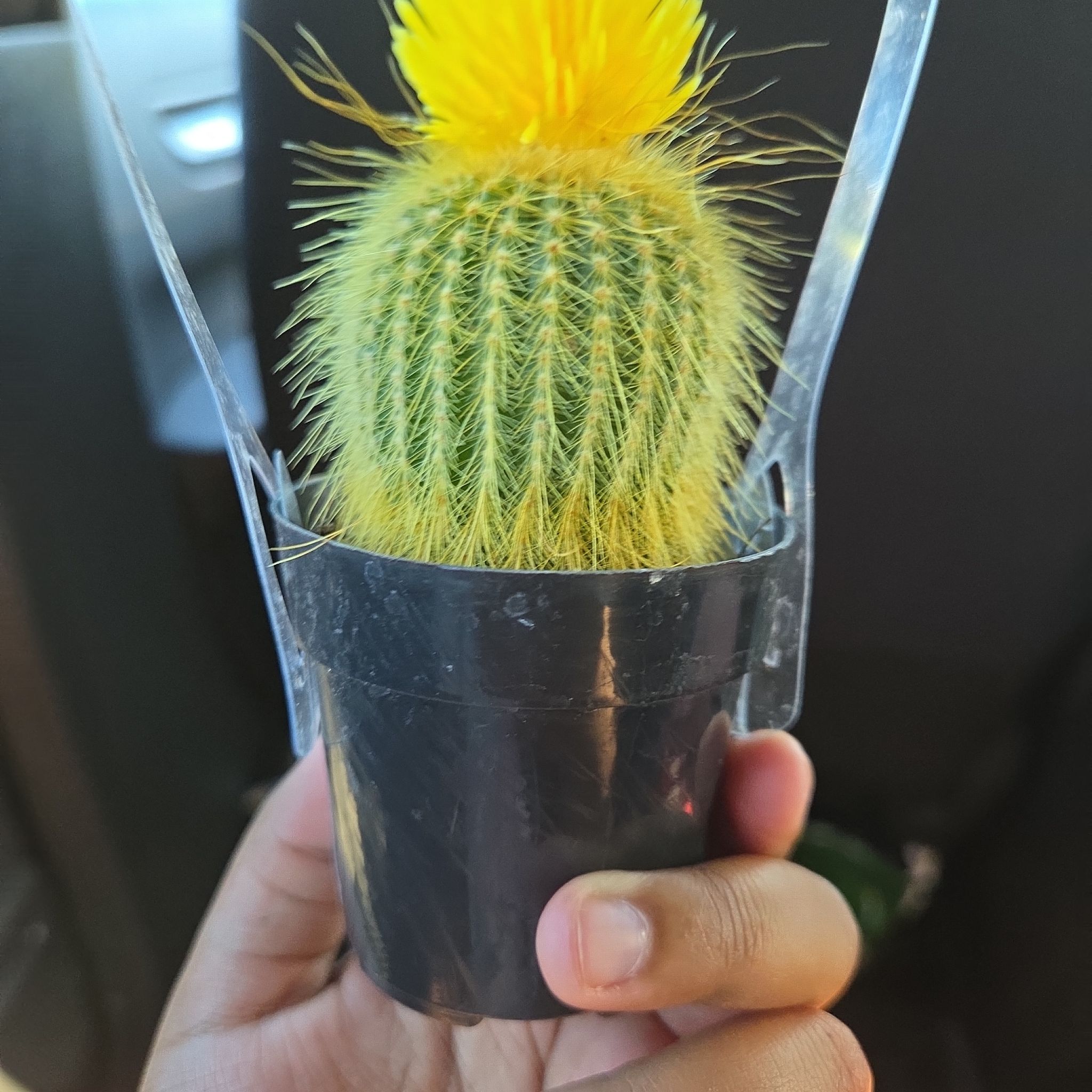 Photo of the plant species Lemon Ball Cactus by @RevealingDill35 named Spike on Greg, the plant care app