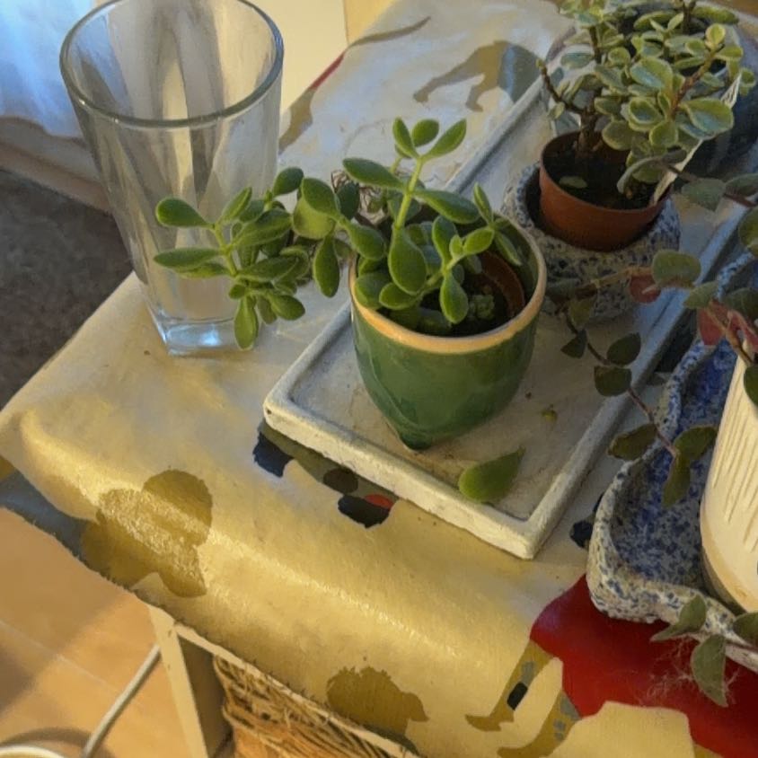 Photo of the plant species Crassula rogersii by @VirtuousRuby42 named Roger on Greg, the plant care app