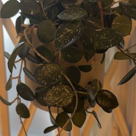 Photo of the plant species Hoya 'Mathilde' by @VirtuousRuby42 named Matilda on Greg, the plant care app