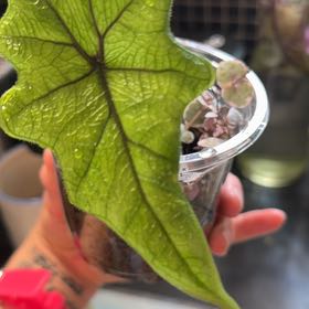 Photo of the plant species Alocasia 'Jacklyn' by @VirtuousRuby42 named Jaclyn and friends yes on Greg, the plant care app