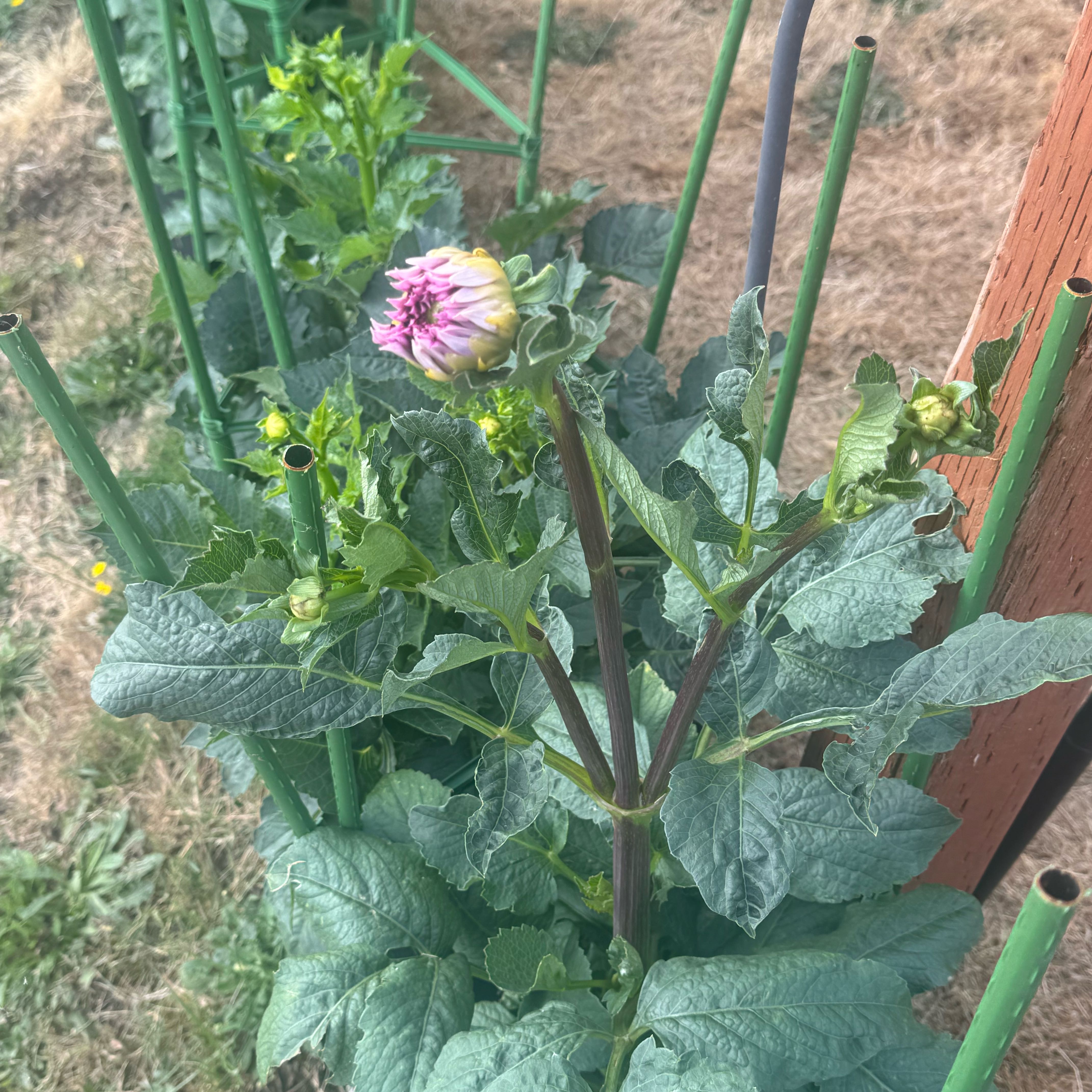 Photo of the plant species Garden Dahlia by @CivicOregano6 named Khaleesi on Greg, the plant care app