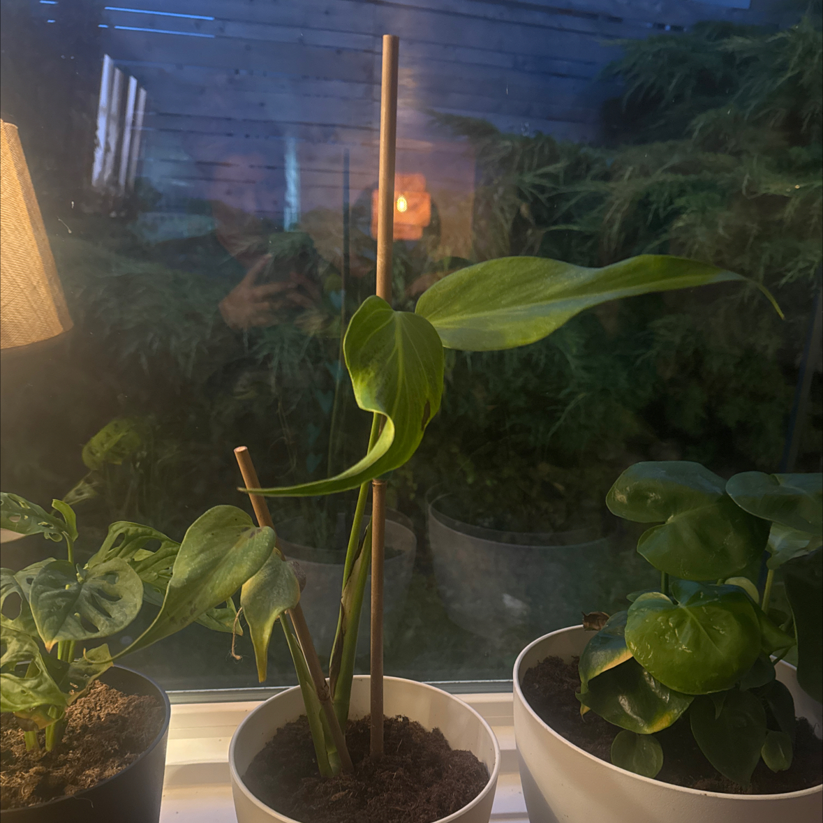 Photo of the plant species monstera standleyana by @CivicOregano6 named Denali on Greg, the plant care app