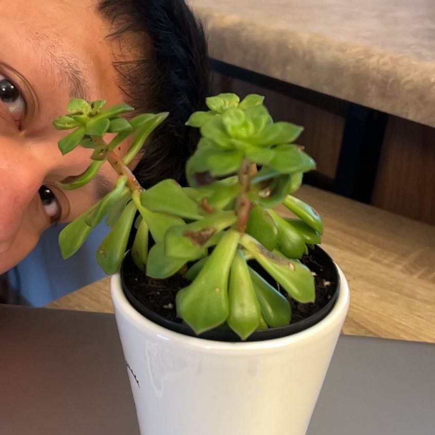Photo of the plant species Sedeveria 'Letizia' by @TastyAchiote95 named Photosynthia on Greg, the plant care app