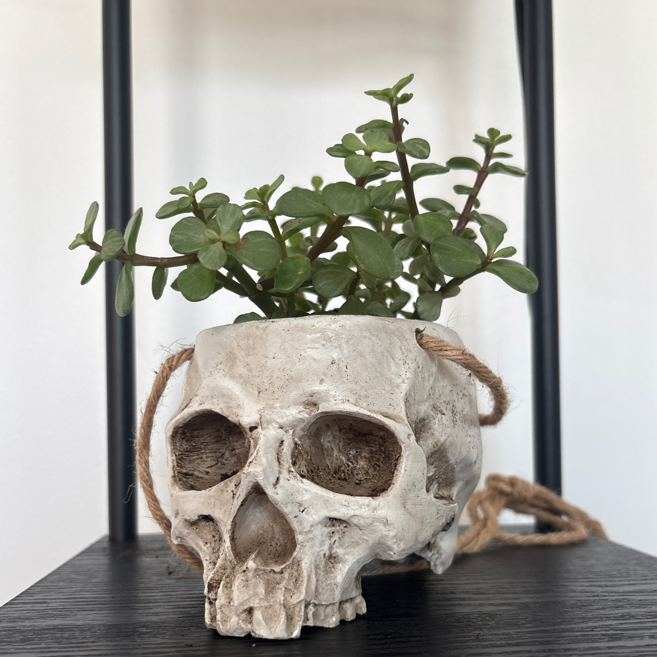 Photo of the plant species Assorted Succulents by @UberMountain93 named Skully on Greg, the plant care app