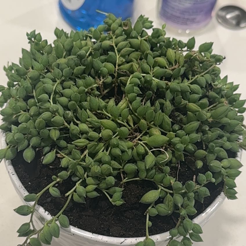 Photo of the plant species String of Raindrops by @ProMilkmaids73 named Raindrop on Greg, the plant care app