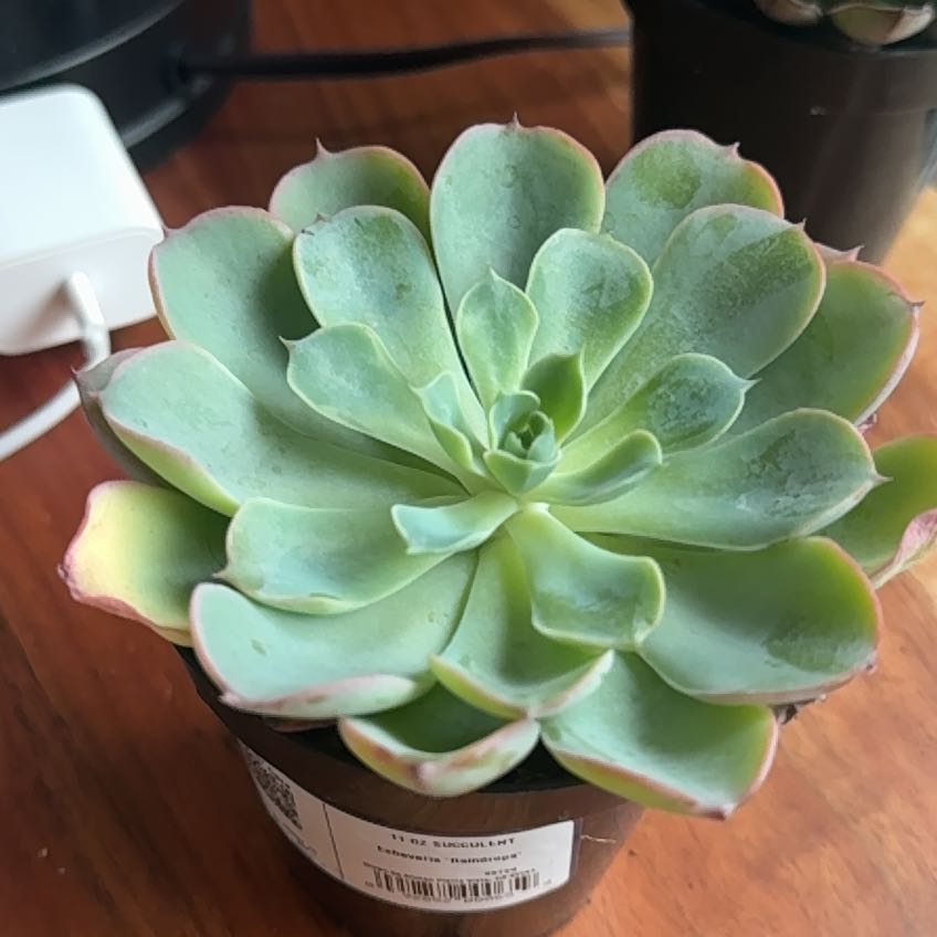 Photo of the plant species Raindrops Echeveria by @ProMilkmaids73 named Flower child on Greg, the plant care app