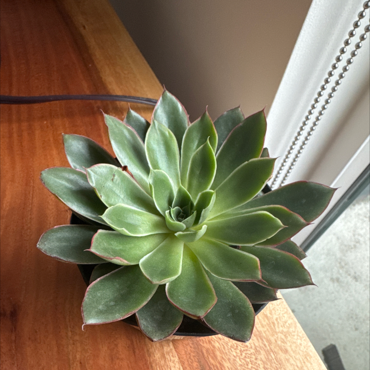 Photo of the plant species Alita by @ProMilkmaids73 named Alita girl on Greg, the plant care app