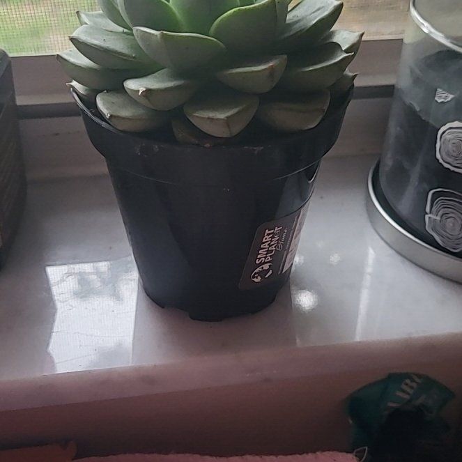 Photo of the plant species Echeveria 'Green Gilva' by @LivelyVetiver73 named Gil on Greg, the plant care app
