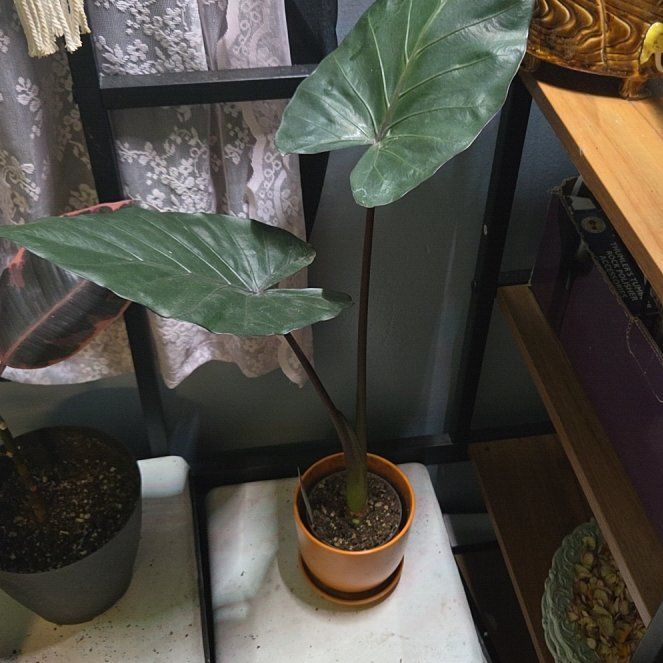 Photo of the plant species Metal Head Alocasia by @JPR named Magdalen on Greg, the plant care app