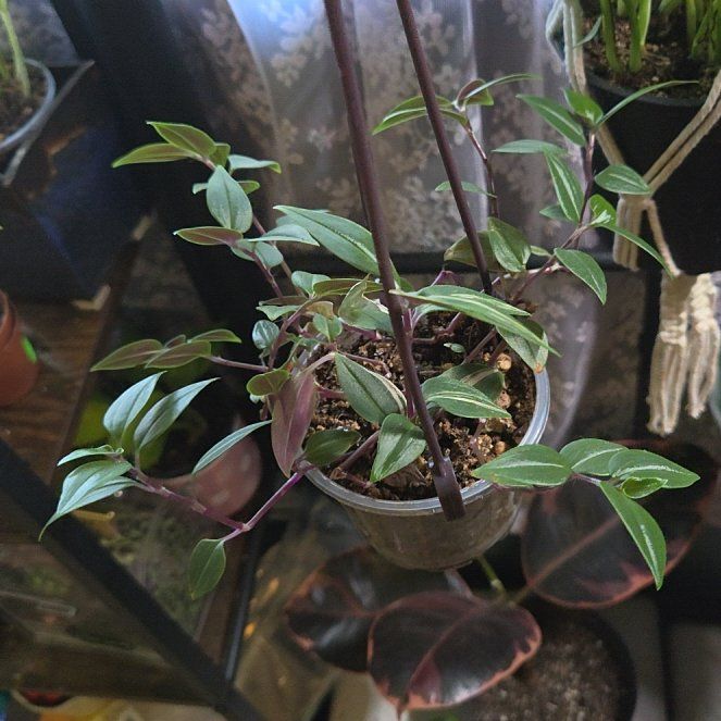 Photo of the plant species Baby Bunny Belly by @JPR named Bell on Greg, the plant care app