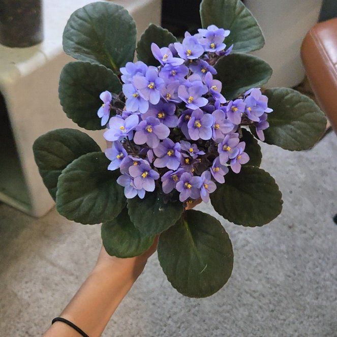 Violet