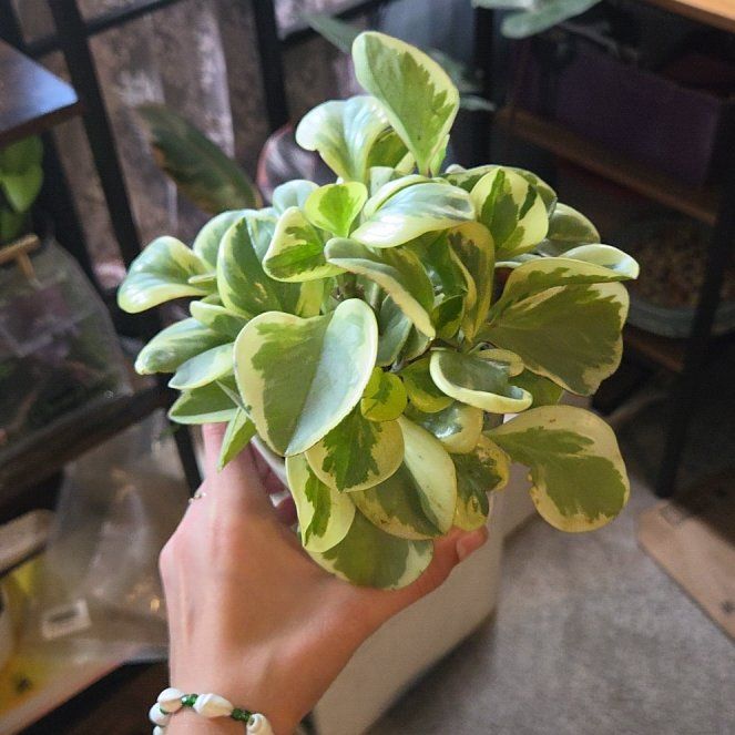 Photo of the plant species Peperomia Citrus Twist by @JPR named Lemon on Greg, the plant care app