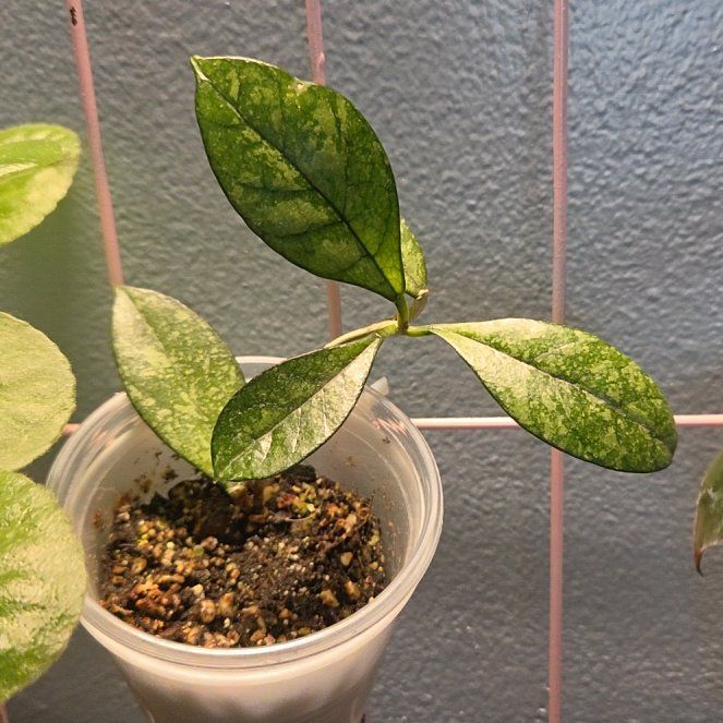 Photo of the plant species Hoya Crassipetiolata Splash by @JPR named Splash on Greg, the plant care app