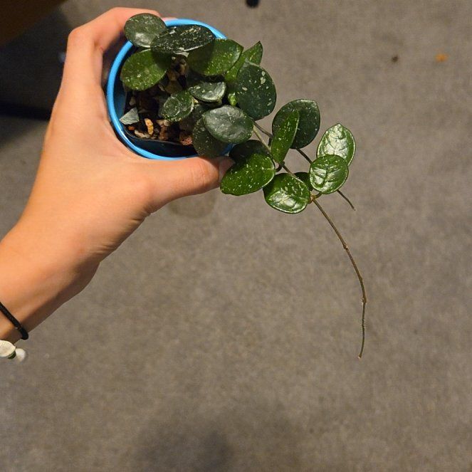 Photo of the plant species Hoya 'Mathilde Splash' by @JPR named Baby on Greg, the plant care app