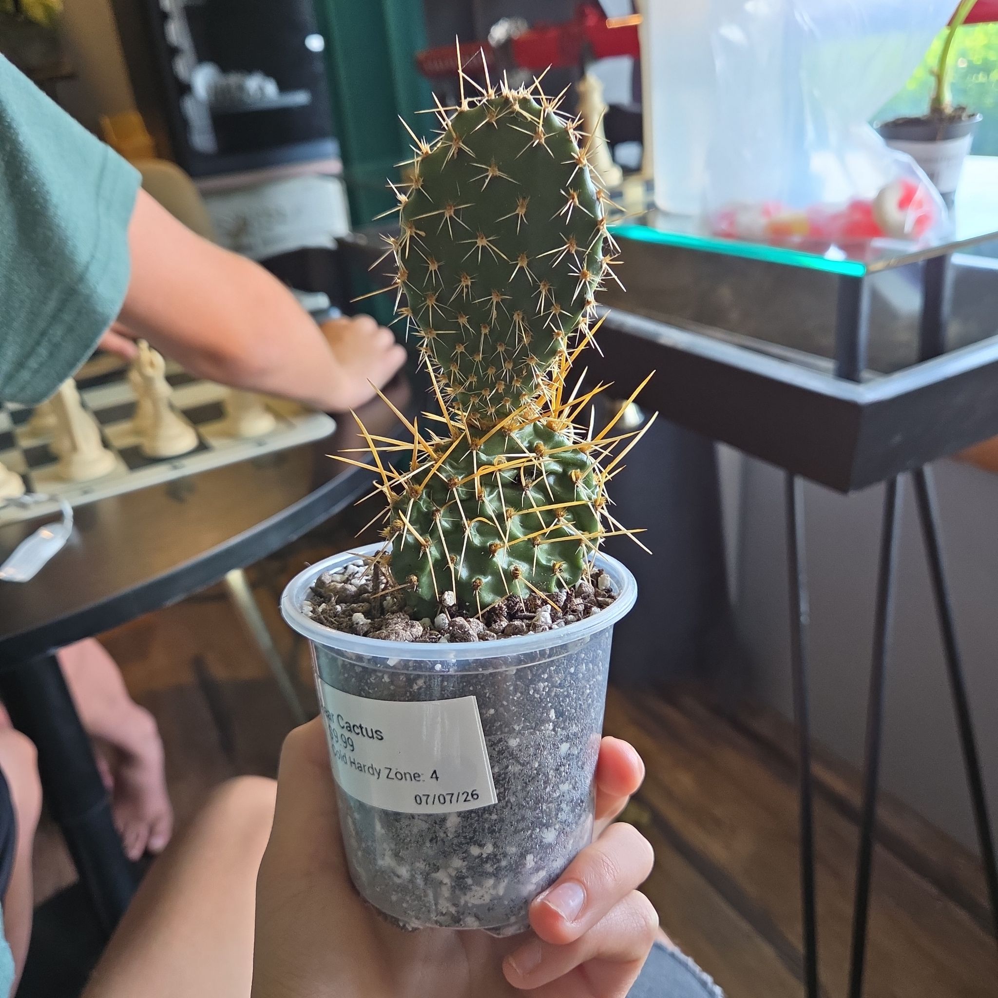 Photo of the plant species Prickly Pear Cactus by @JPR named Scarlett on Greg, the plant care app