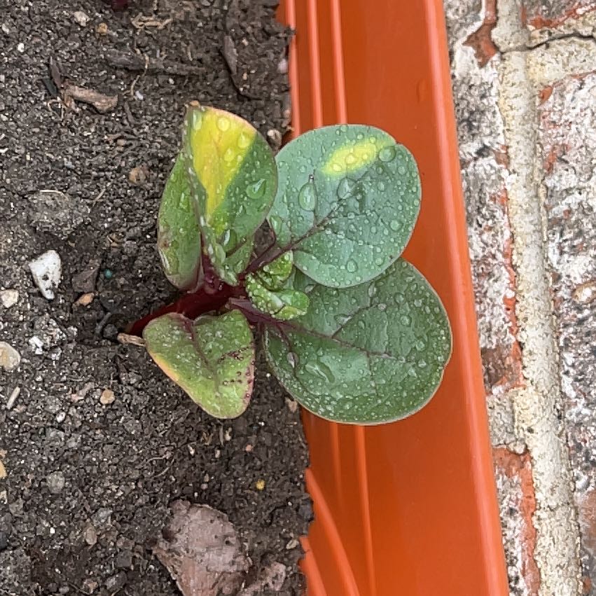 Photo of the plant species Malabar Spinach by @HipCherimoya51 named Leonardo on Greg, the plant care app