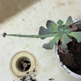 Photo of the plant species Echeveria 'Cubic Frost™' by @PeakPalmier8 named Rainier on Greg, the plant care app