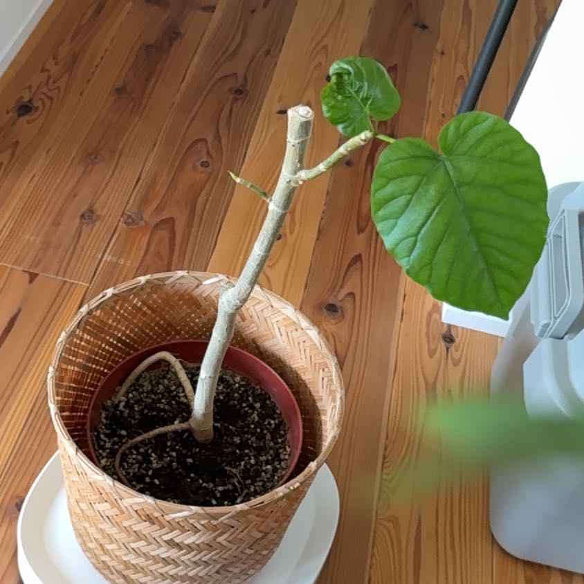 Photo of the plant species Ficus umbellata by @FancyWeed12 named はくさい on Greg, the plant care app