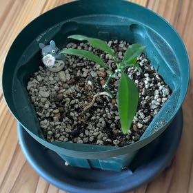 Photo of the plant species Orange Tree by @FancyWeed12 named れいこ on Greg, the plant care app