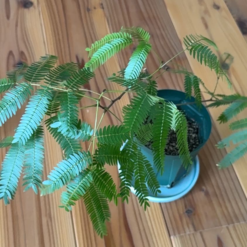 Photo of the plant species Silk Tree by @FancyWeed12 named もち on Greg, the plant care app