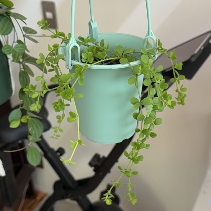 Photo of the plant species Peperomia deppeana by @FancyWeed12 named デッピ on Greg, the plant care app