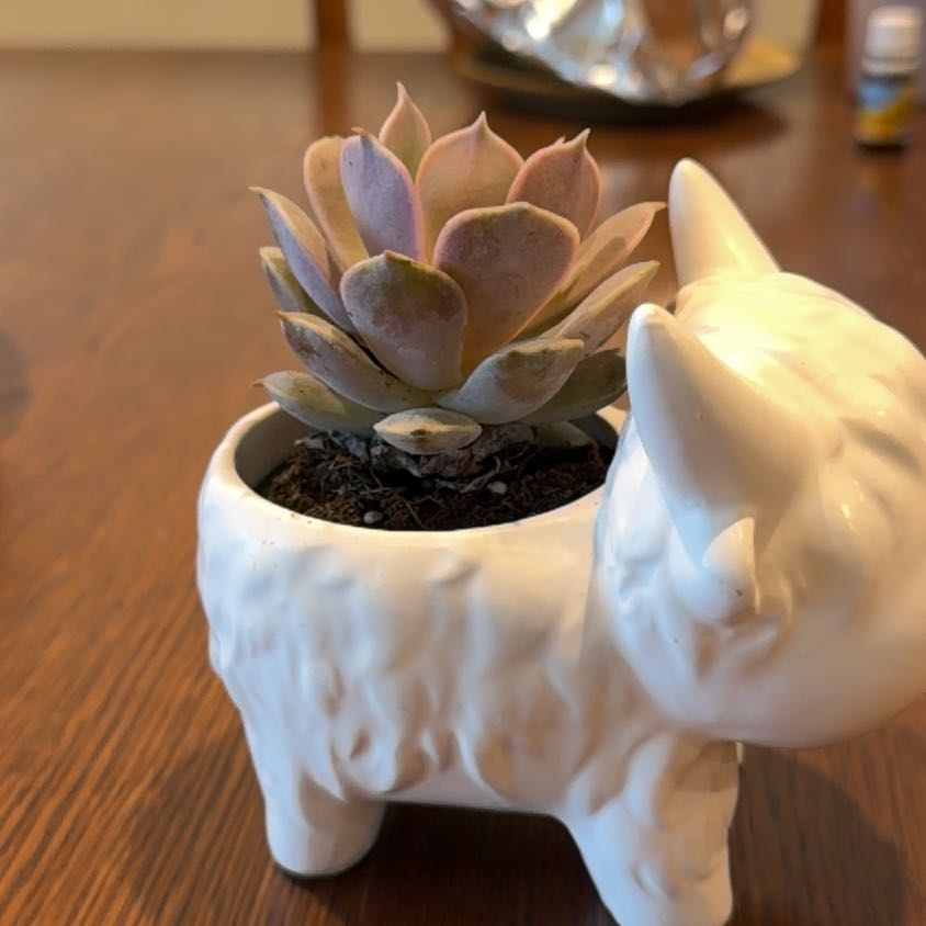 Photo of the plant species Echeveria 'Pink Diamond' by @FunCorndaisy23 named Pink Diamoond on Greg, the plant care app