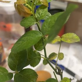 Photo of the plant species Multiflora Rose by @SilkenCassava50 named Einstein on Greg, the plant care app
