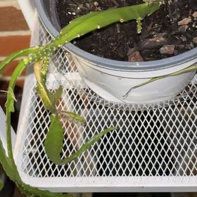 Photo of the plant species Orchid Cactus by @GemPlanera85 named Zeus on Greg, the plant care app