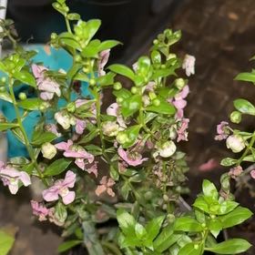 Photo of the plant species Mexican-Heather by @GemPlanera85 named Orlando Bloom on Greg, the plant care app