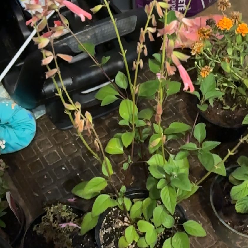 Photo of the plant species Holy Basil (Tulsi) by @GemPlanera85 named Eva on Greg, the plant care app