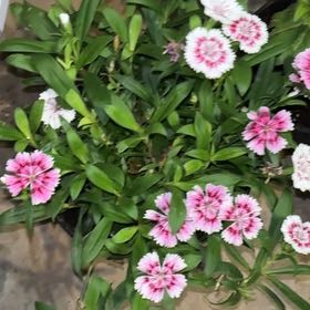 Photo of the plant species Sweet William by @GemPlanera85 named Kylie on Greg, the plant care app