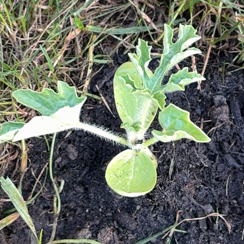 Photo of the plant species Watermelon by @DreamyKowhai90 named Michelle Branch on Greg, the plant care app