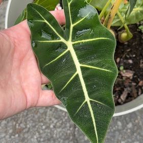 Photo of the plant species Alocasia 'Mythic Frydek' by @AceBiancini78 named Demi on Greg, the plant care app