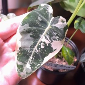 Photo of the plant species Variegated Alocasia Frydek by @AceBiancini78 named Gomez on Greg, the plant care app