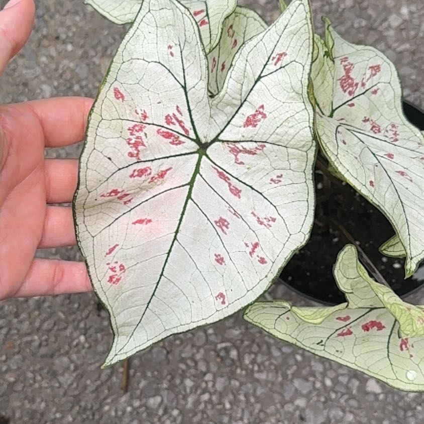 Photo of the plant species Strawberry Star Caladium by @AceBiancini78 named Leonardo on Greg, the plant care app