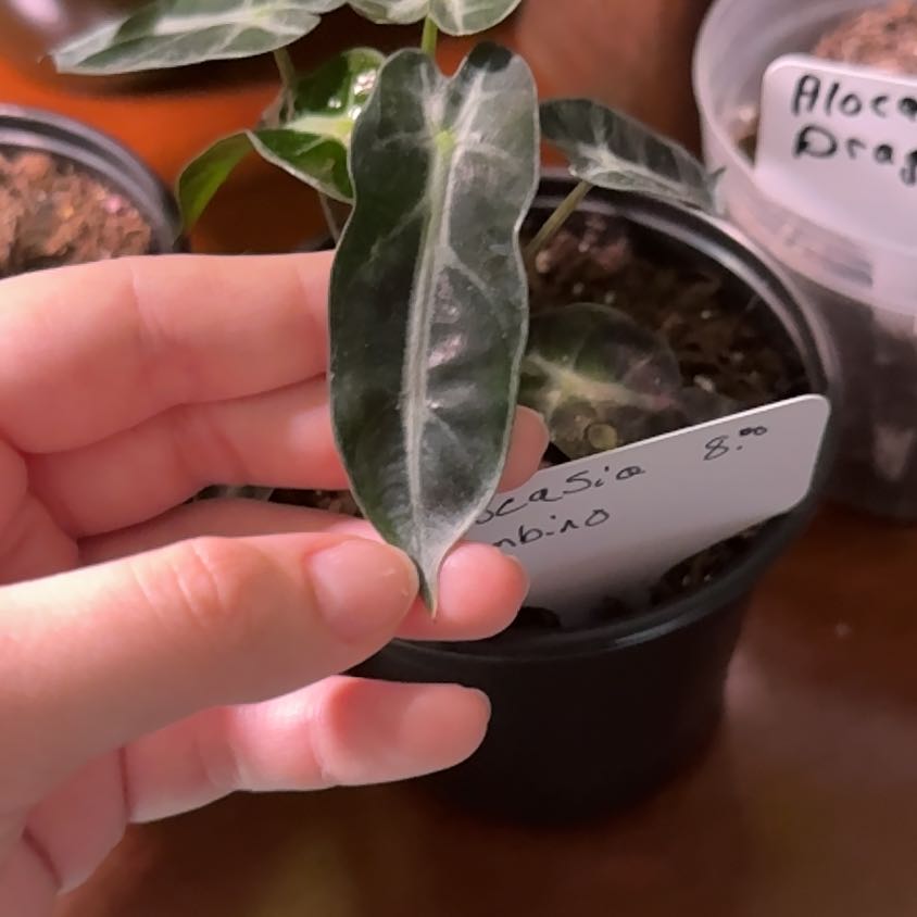 Photo of the plant species bambino arrow plant by @AceBiancini78 named Fernie Mac on Greg, the plant care app