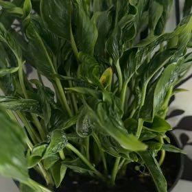 Photo of the plant species Pothos 'Shangri La' by @LushPomelo59 named Asian Lady on Greg, the plant care app
