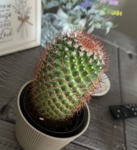 Photo of the plant species Mammillaria spinosissma f. rubrispina by @LushPomelo59 named Chucky on Greg, the plant care app