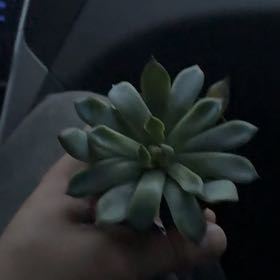 Photo of the plant species Echeveria pulidonis by @FlyingGutweed2 named Sigmund on Greg, the plant care app