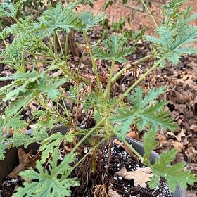 Photo of the plant species Citronella (anti-mosquito plant) by @AlwaysTozzia66 named Harper on Greg, the plant care app