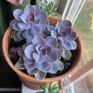 Echeveria 'Purple Pearl' plant in Raleigh, North Carolina