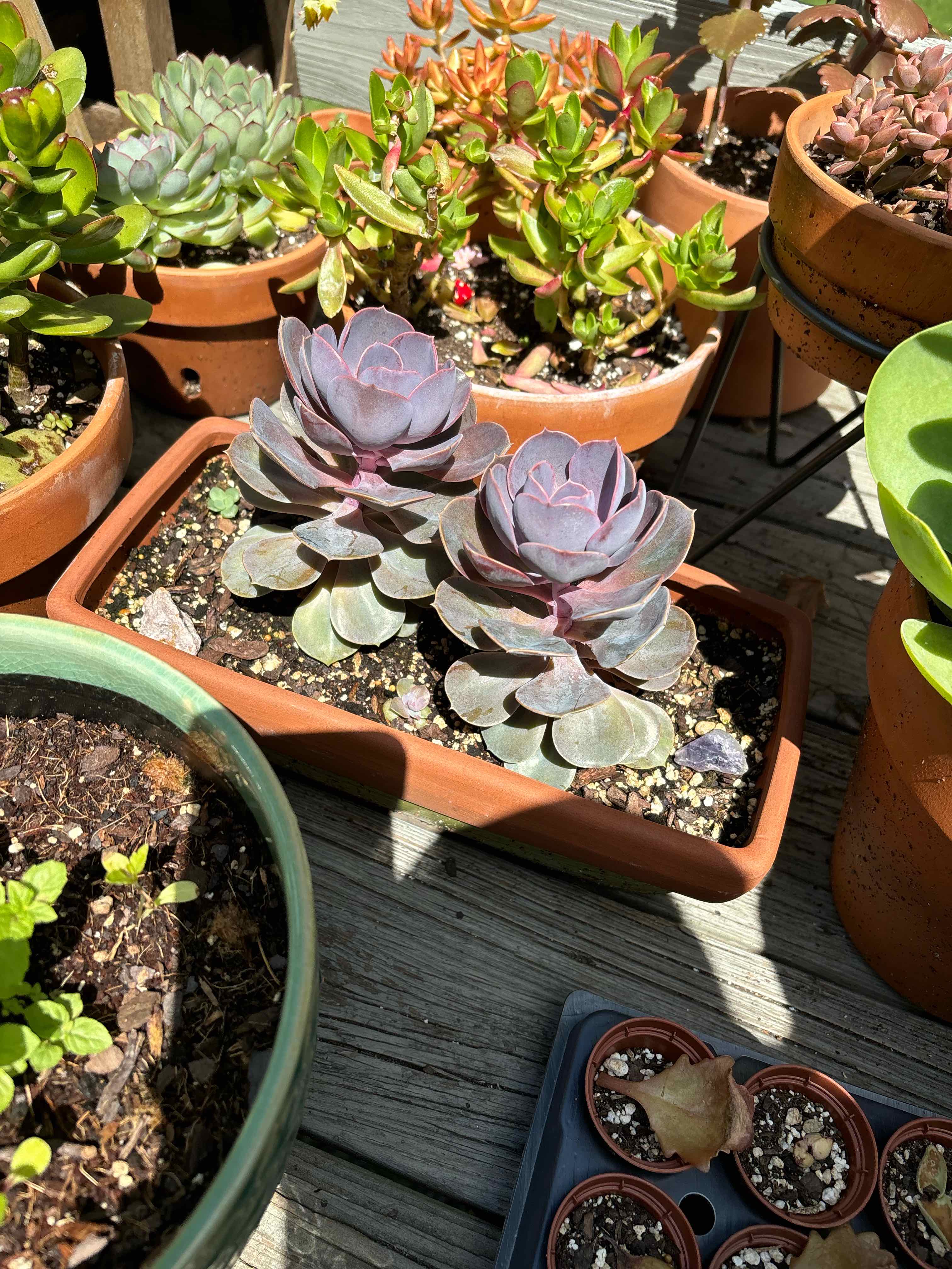 Echeveria 'Purple Pearl' succulents in a rectangular pot, surrounded by other potted plants.