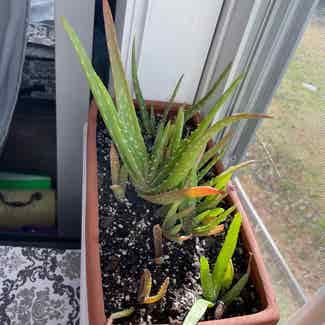 Aloe Vera plant in Raleigh, North Carolina