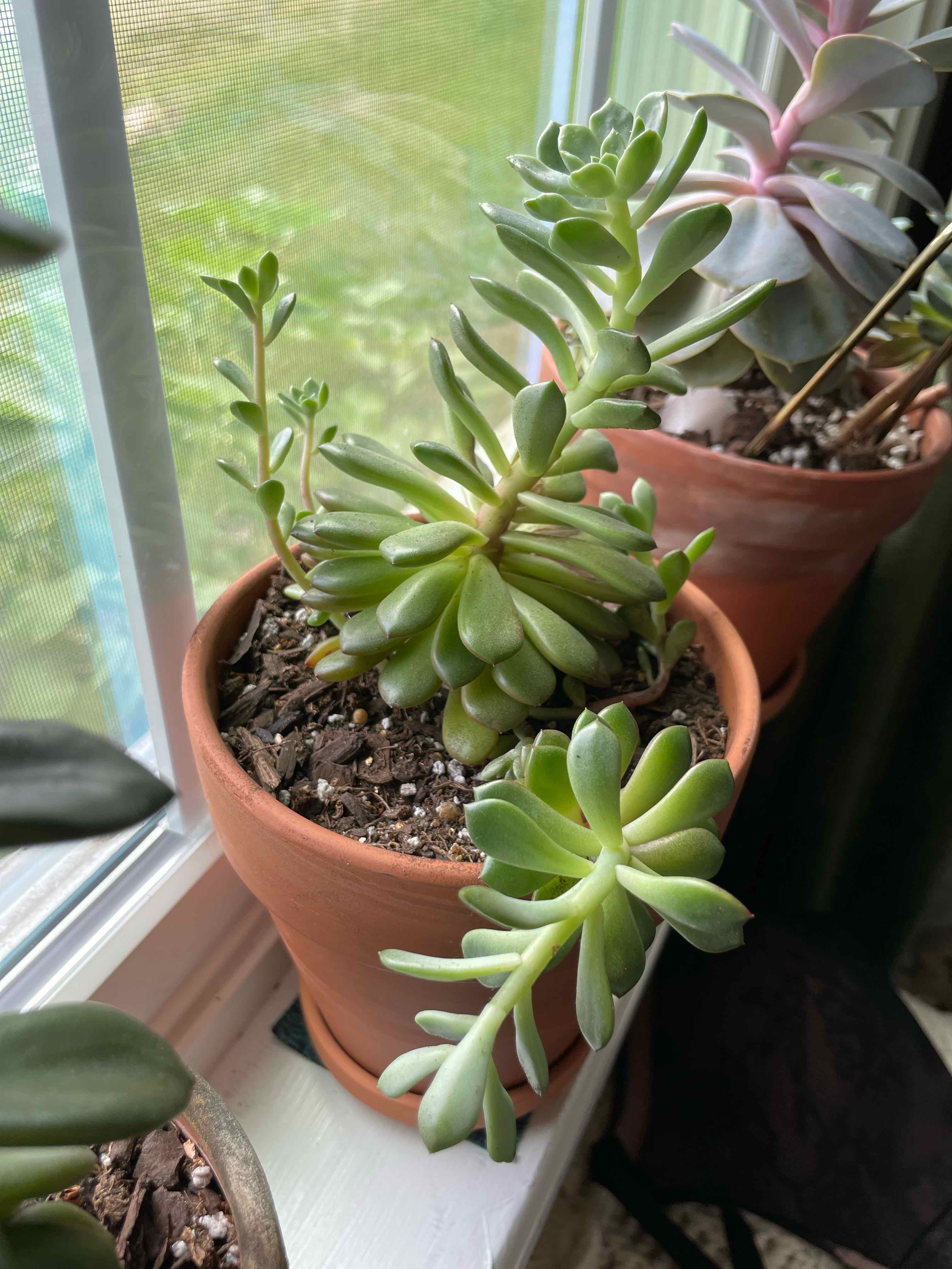 Potted Echeveria 'Tippy' succulent on a windowsill, healthy and well-framed.