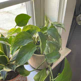 Marble Queen Pothos plant in Raleigh, North Carolina
