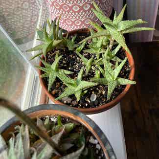 Broad-Leaved Aloe plant in Raleigh, North Carolina