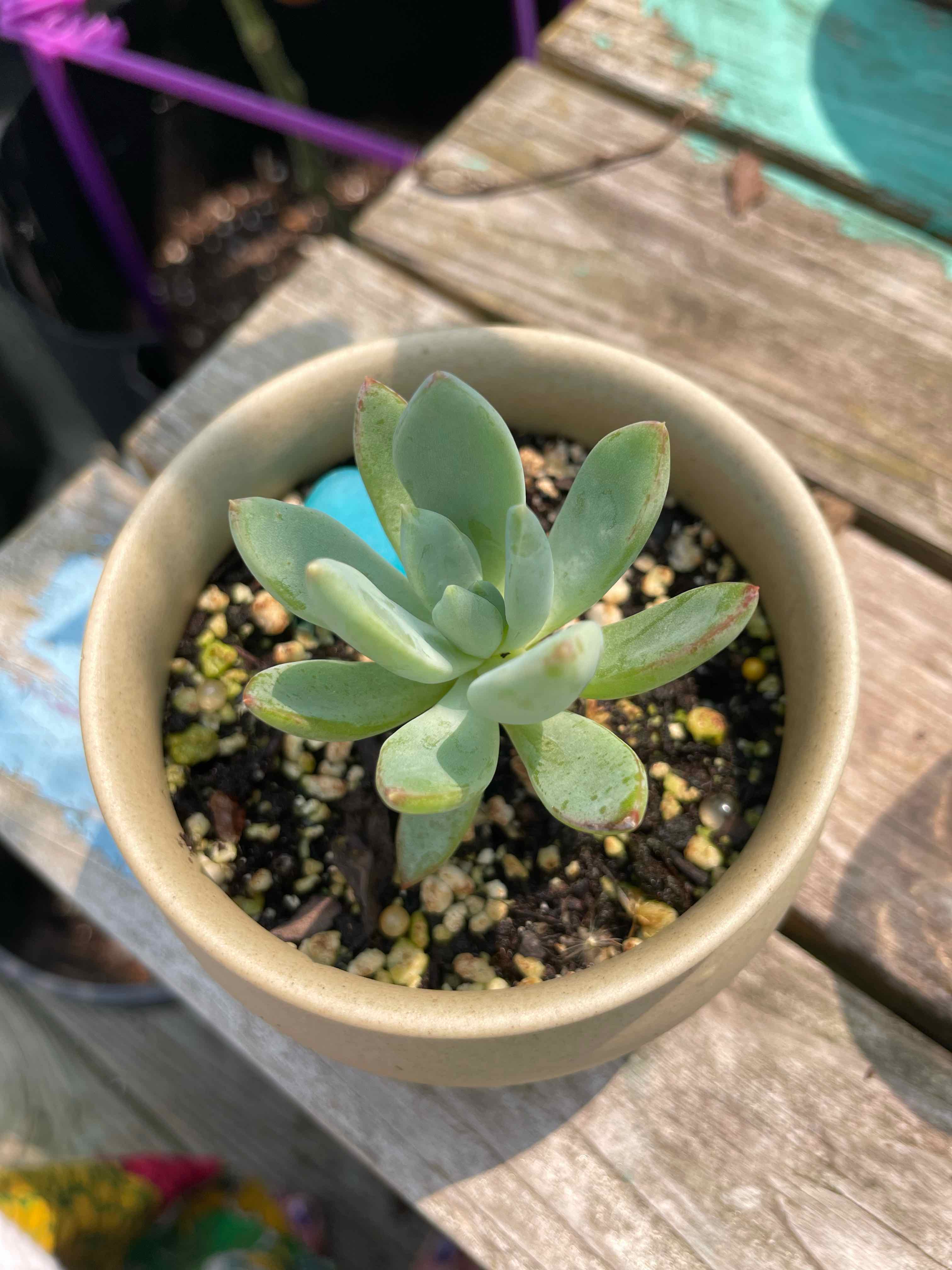 Potted Bright Green Dudleya succulent plant with visible soil, well-framed and in focus.