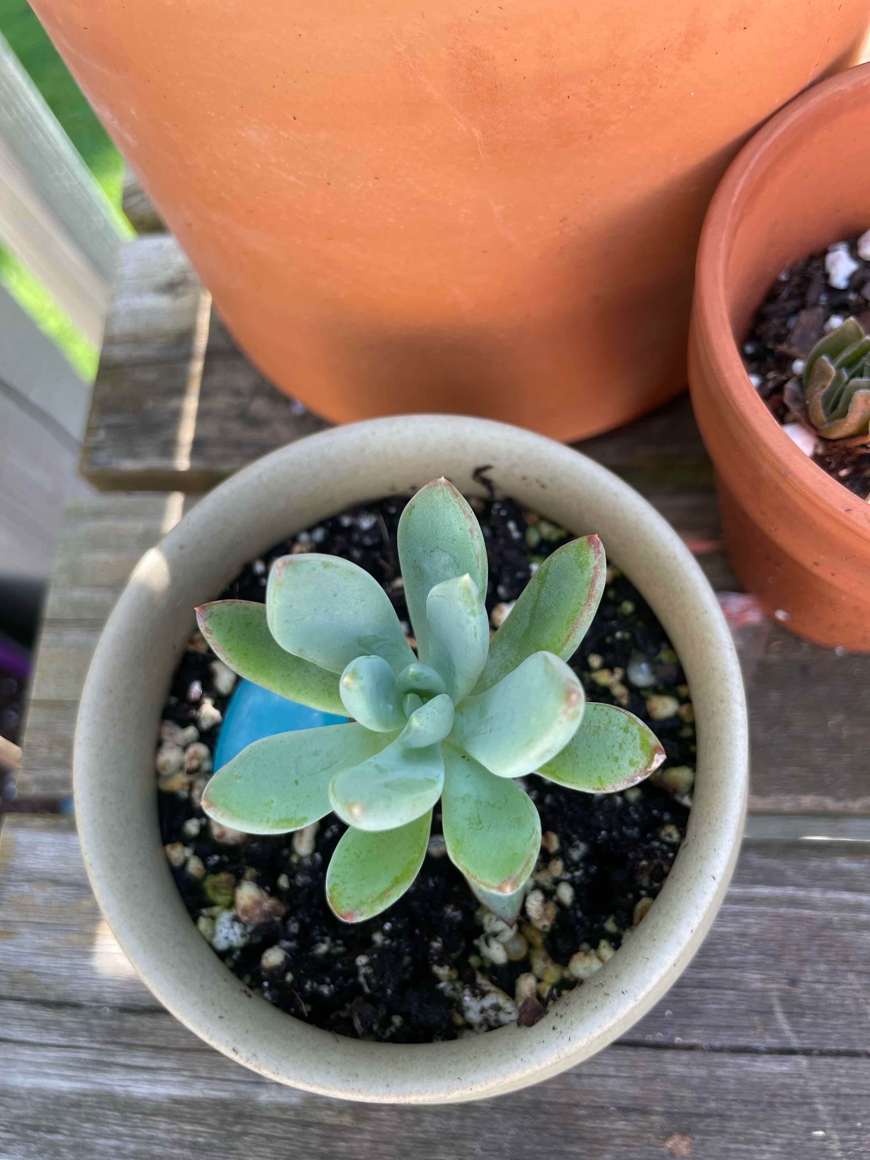 Bright Green Dudleya succulent in a pot with visible soil, well-framed and in focus.